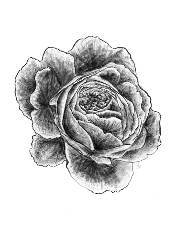 sketched_rose
